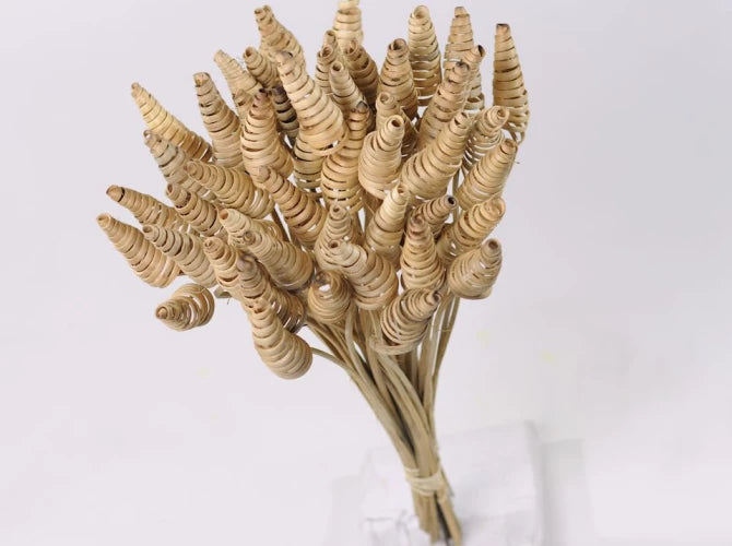 Rohrkegel nature  schenkefreude.ch