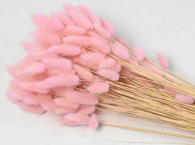 Lagurus pastell rosa schenkefreude.ch