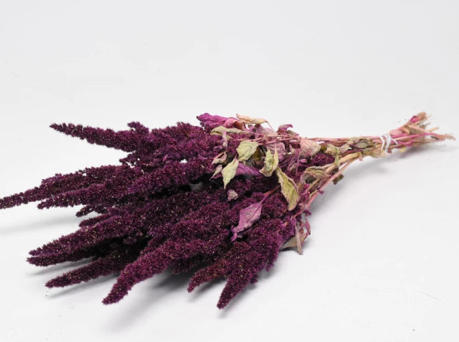 Amaranthus dunkelrot  schenkefreude.ch   