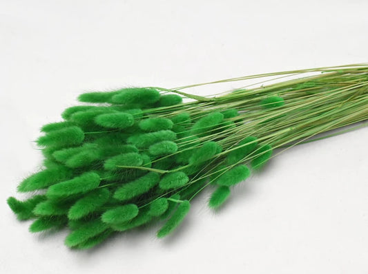 Lagurus grün  schenkefreude.ch