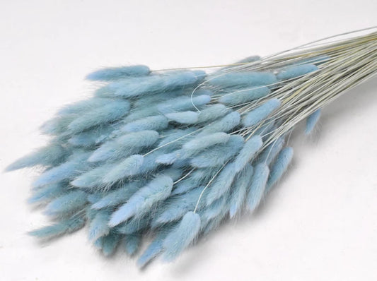 Lagurus pastell blau  schenkefreude.ch