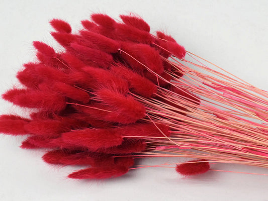 Lagurus rot  schenkefreude.ch