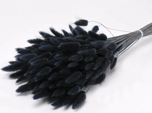 Lagurus schwarz  schenkefreude.ch