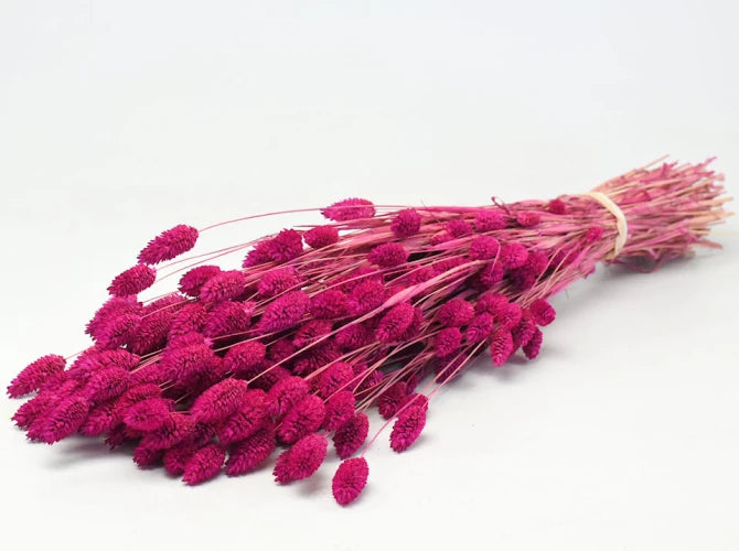 Phalaris fuchsia  schenkefreude.ch   