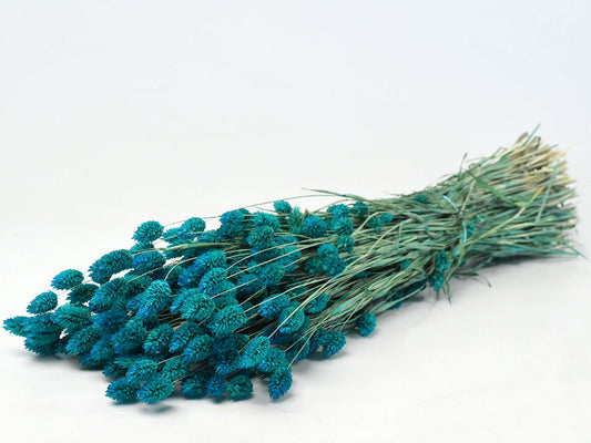 Phalaris petrol schenkefreude.ch