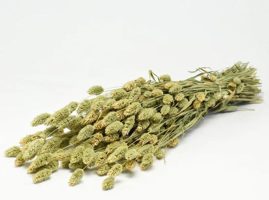 Phalaris nature  schenkefreude.ch